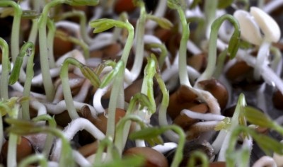 New research into sprouted grains hoped to unlock their nutritional elements