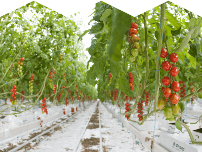 Thanet Earth - one of Fresca Group's biggest businesses - grows vegetables such as tomatoes using hydroponics