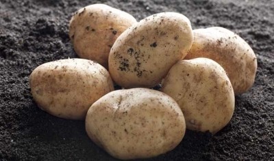 Poor weather conditions threaten the supply of potatoes in the UK