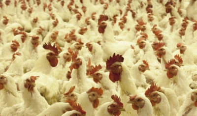 The British Poultry Council has confirmed to cases of avian influenza at two separate sites  