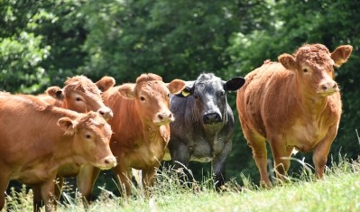 The outlook is positive for Welsh beef, according to HCC