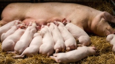 Royal Veterinary College will use the funding to find a vaccine for this disease which impacts 80% of pig herds. Credit: Getty/Jevtic