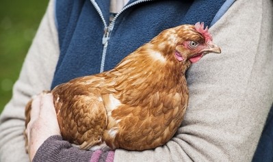 Animal wellness has become a top priority for consumers in the UK Image: Getty, Georgeclerk