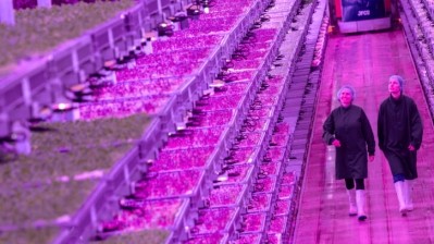 Two Jones Food Company (JFC) employees inspecting produce at JFC2, said to be the world’s most advanced vertical farm, opening this week in Gloucestershire