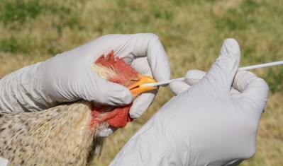 Migrating wild flocks an infect commercial poultry 