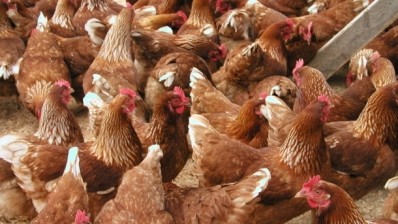 The EFRA Committee called for fairer compensation for producers impacted by the outbreak of bird flu