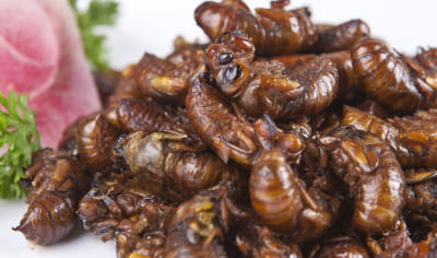 Are insects the future of protein, or will they coexist with meat?