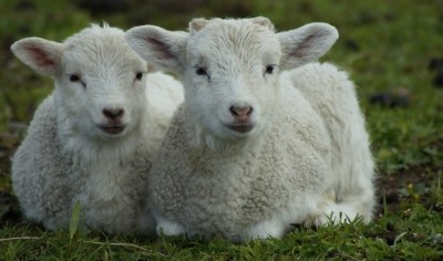 Waitrose is to source all it lamb from British producers by 2021