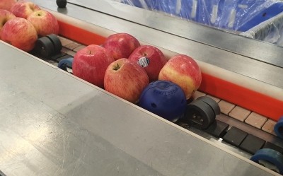 The electronic apple (seen here in blue) can help reduce food waste by identifying potential causes of damage during packing