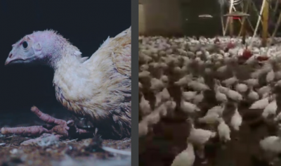 Turkey as seen in Surge's video (left) compared with the healthy looking birds in Avara's video (right)
