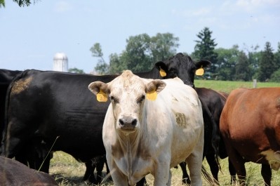 New blockchain-based traceability service could build trust in the beef supply chain 