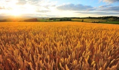 Dr Nimai Senapat: 'Global wheat production could be doubled by the genetic improvement of local wheat cultivars – without increasing global wheat area.'