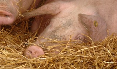 Pig prices have come under scrutiny