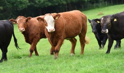 Red meat supplies could face global challenges