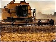 Bitter harvest: this year's wheat harvest is likely to be significantly lower than last year, warned the NFU