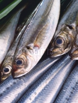 Morrisons' fish plant is expected to create 200 new jobs and process 200t of fish a week when fully operational