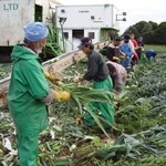 Are UK food and drink manufacturers too reliant on migrant workers?