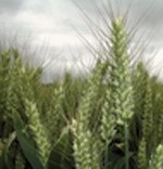 Buy 2010 wheat now, users told