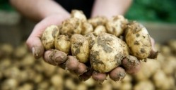 Albert Bartlett processes and supplies potatoes and was founded in 1948