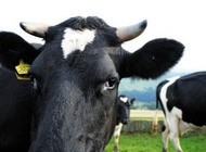 Excuse me! Cattle burping and flatulence accounted for nearly half (40%) of carbon emissions from milk production
