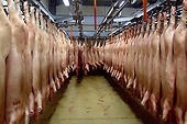 EU meat hygiene rules state carcasses should be chilled immediately in the slaughterhouse at a temperature throughout the meat of not more than 7°C