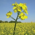 Omega-9 rapeseed oils have 'cost in use benefits,' says Dow Seeds 