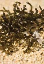 Seaweed: the new diet food?