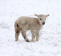 Farmers fear many lambs will die in the snow
