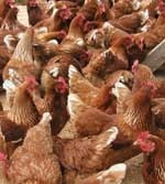 Retailers launch plan to stem campylobacter in poultry