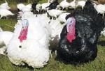 Avian flu knocks consumer confidence in supply chain