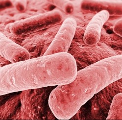 Bacteria testing to increase levels of contamination understanding 
