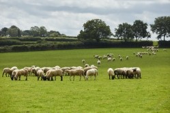 Pilgrim's UK has launched its new premium lamb business, Pilgrim's Lamb UK