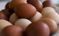 Egg firm appoints former trainee as procurement manager 