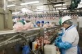 Haughley Park chicken plant to close threatening 430 jobs
