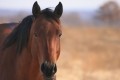 Drug contaminated horsemeat WAS sold for food 