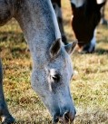 Polish meat supplier denies supplying horse meat