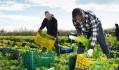 The lack of labour has resulted in millions of pounds of wasted produce